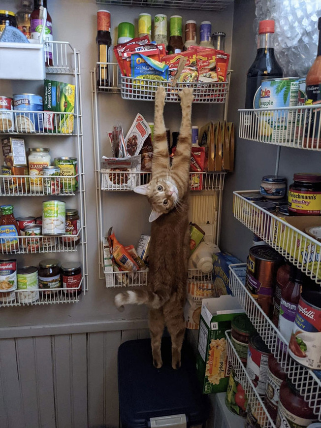 cats-being-weird-weirdlilguys-6242d15f502b4__700