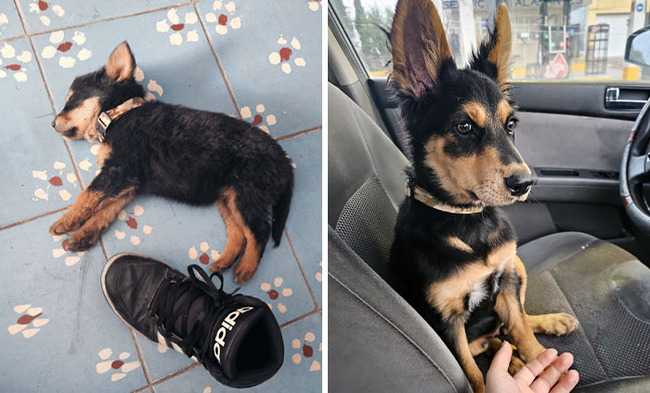 dogs-growing-up-before-after-pics-2-65f858cad472a__700