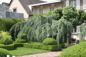 Cedrus-libanii-glauca-pend3