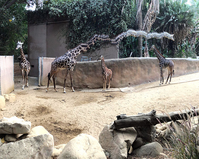 panorama-pictures-photobombed-by-animals-74-5c6d7a5e1e650__700