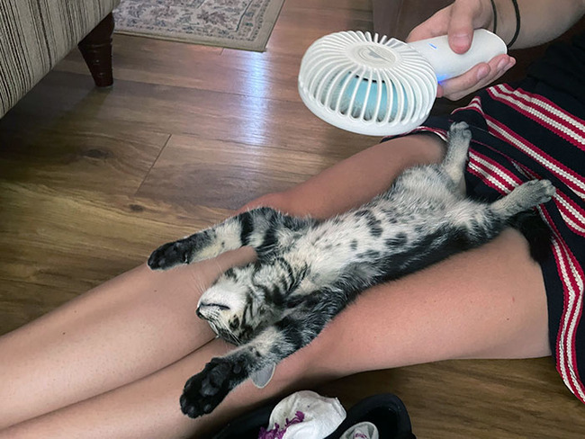 pets-escaping-summer-heat-210-64f1ac408227e__700