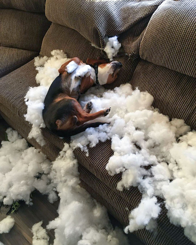 dogs-destroying-things-56-65561a982acbf__700