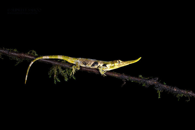 Pinnochio-anole-5e878bb916a9d__880