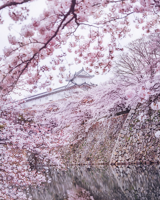 Lost-in-Kyoto-and-the-sakura-blossom-59101a6d0b357__880