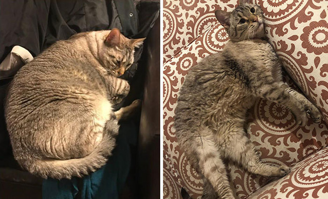 fat-cats-losing-weight-before-after-70-5ede3bb93f132__700