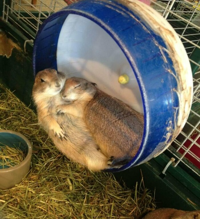 637b9f59e5f65_adorable-sleeping-animals