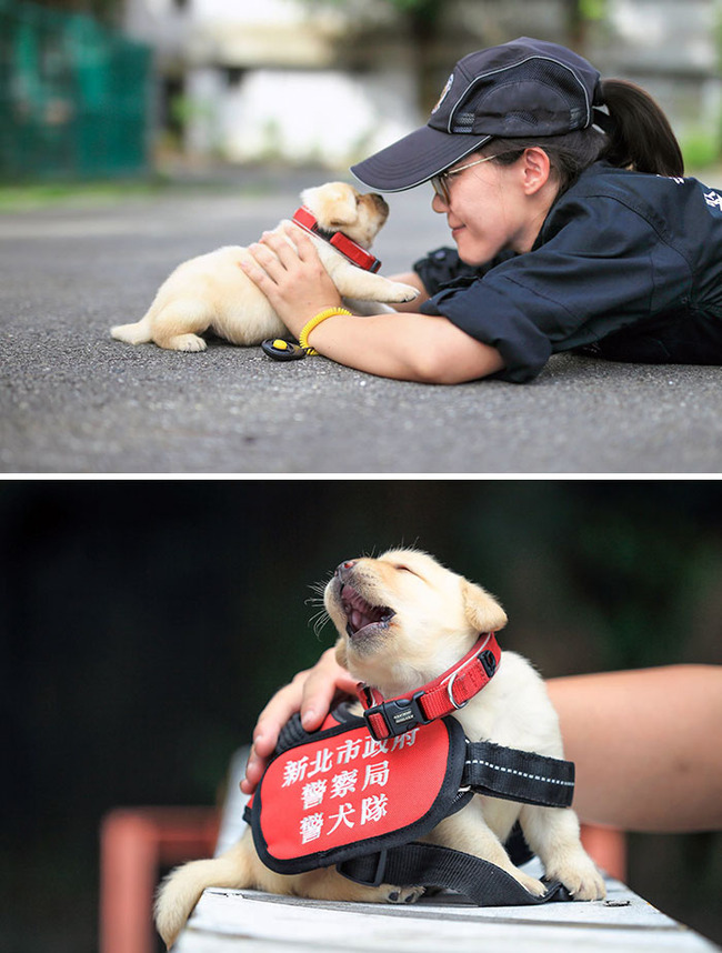 adorable-police-puppies-52-65645bb9440b6__700