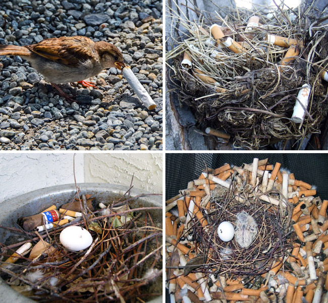 funny-bird-nests-unusual-places-100-644a64e53286b__700