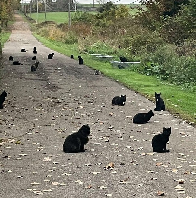 634cf1cd80d13_glitch-in-the-matrix-doppelganger-animals
