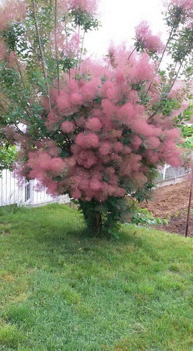 creative-gardening-pictures-62a9e0ef22fcd__700