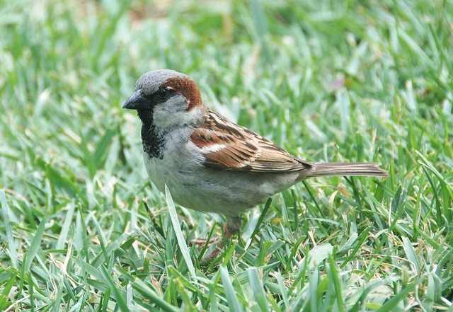 d6c