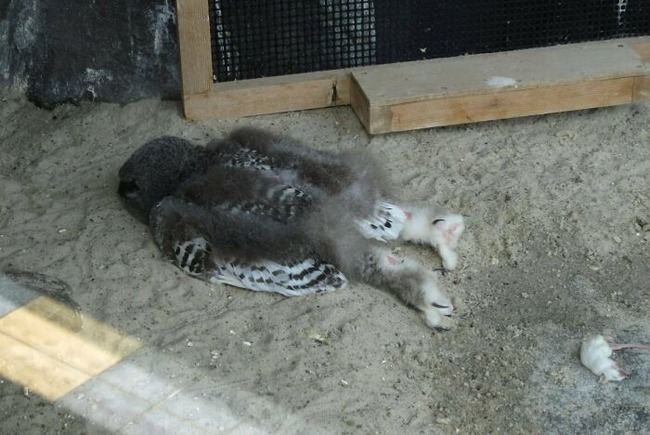 637b948b4c21f_adorable-sleeping-animals