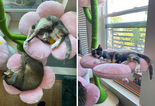 spoiled-pets-6-677d4b5aa015b__700