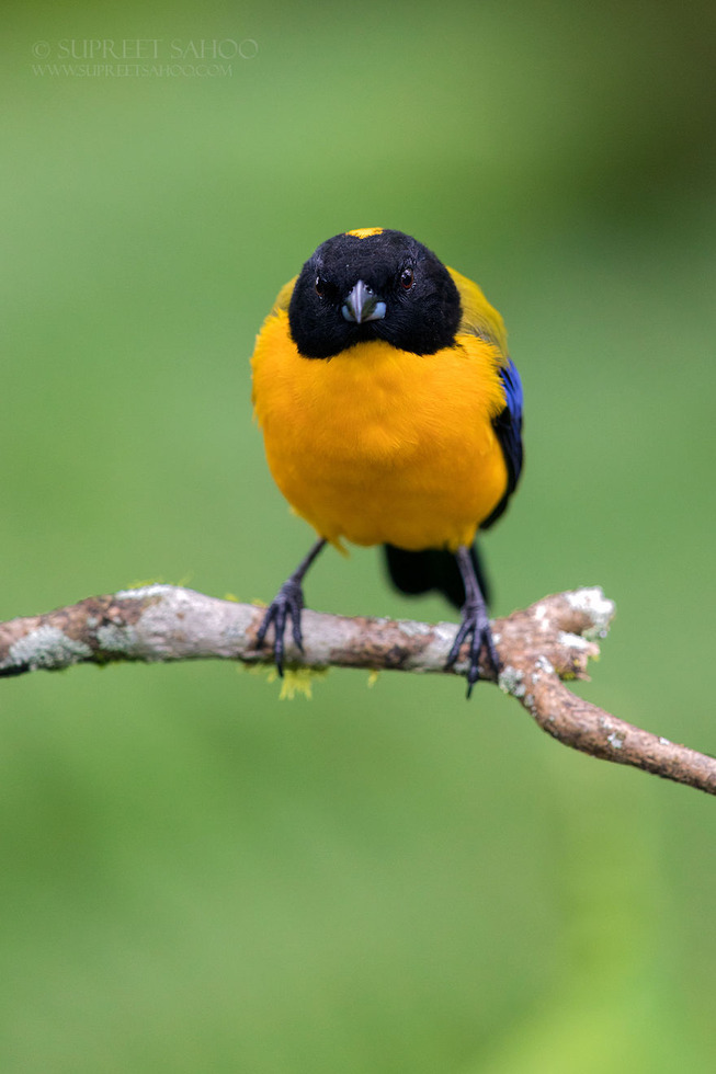 Black-hooded-mountain-tanager-5e878b7c2de10__880