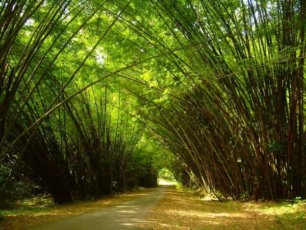 bamboo_cathedral_by_celestialprincess101-d47d6ki
