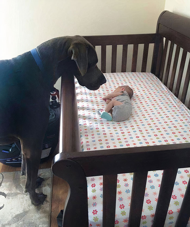 funny-dogs-great-danes-pics-109-63dbc92b51018__700