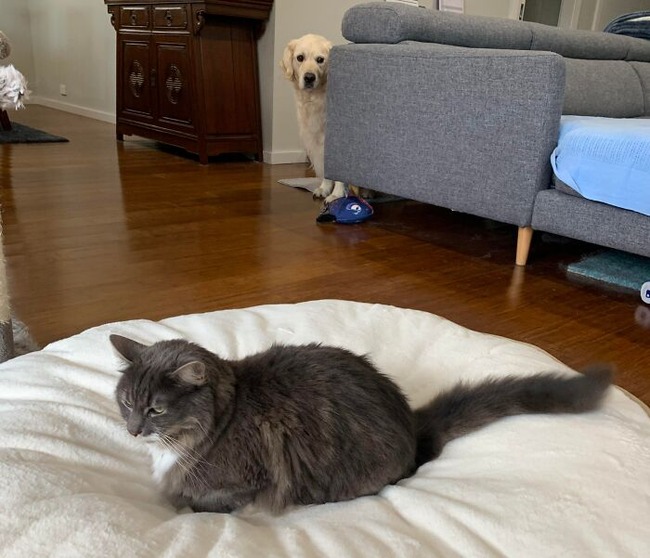 679a3d2db7154_got-the-dogs-new-beds