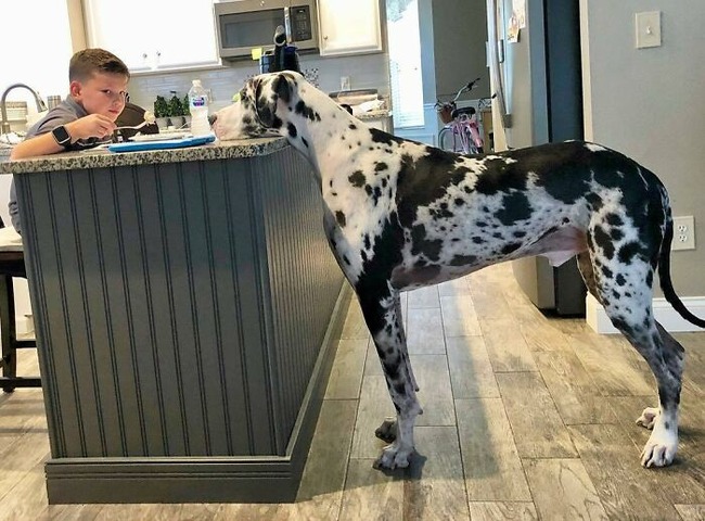 63ff711d24b04_funny-dogs-great-danes-pics