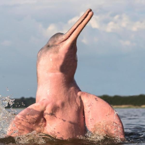 5wsysewm1fig1