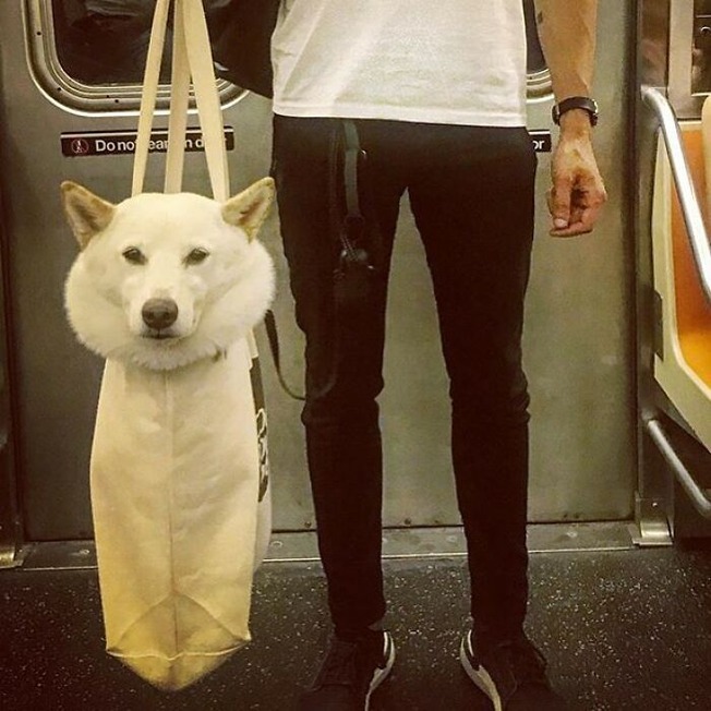 dogs-in-bags-instagram-618d1cb0ebecc__700