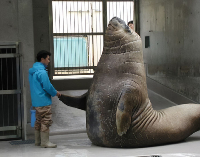lage-animals-11-68bfcef52ff46__700