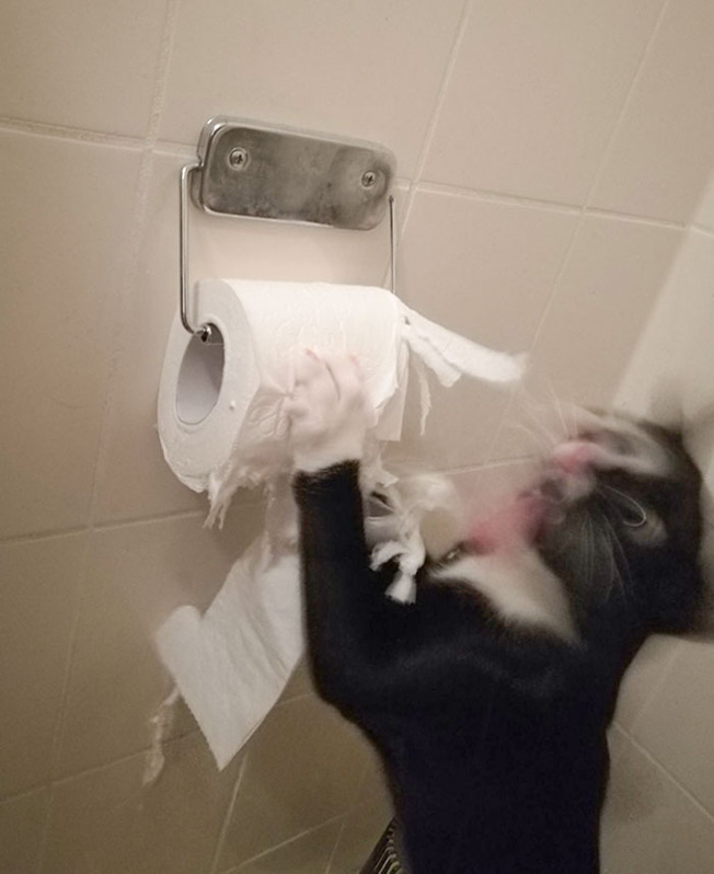 pets-destroying-things-508-60391ae5c96f1__700
