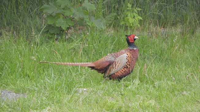 ring-necked-pheasant-5340624_960_720