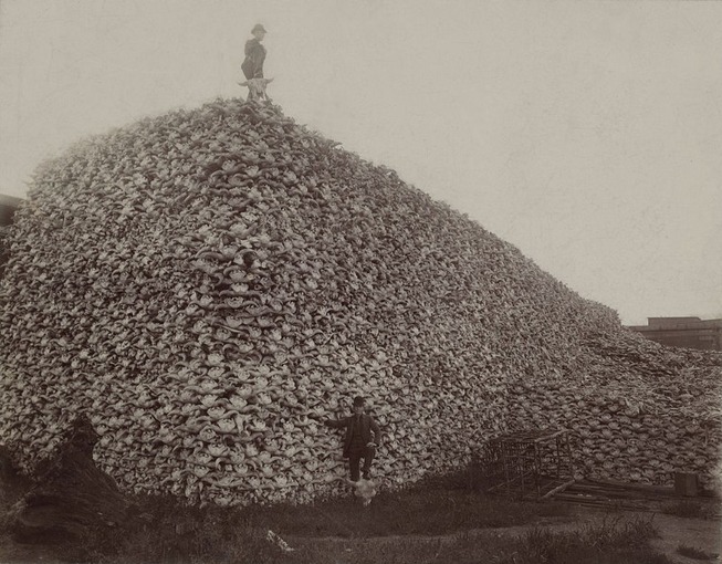 BisonSkulls