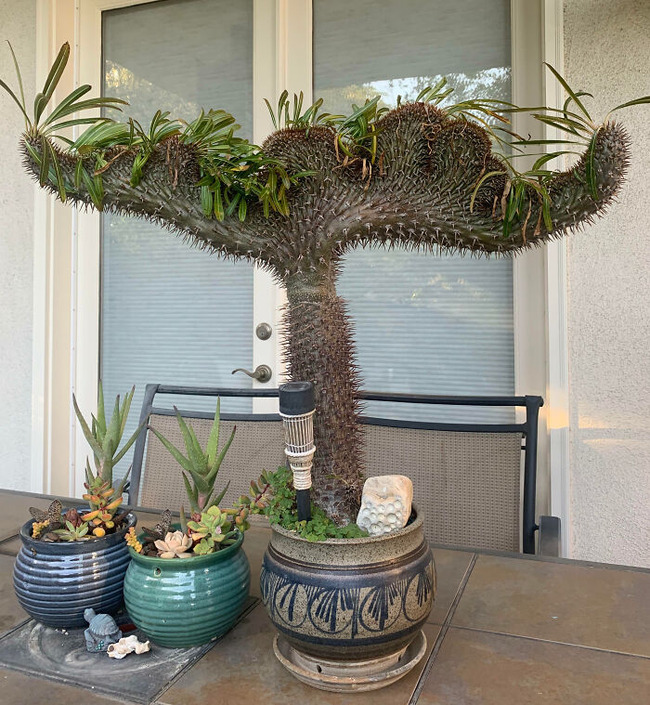 65cdedfd97a19_interesting-plant-fasciation-examples