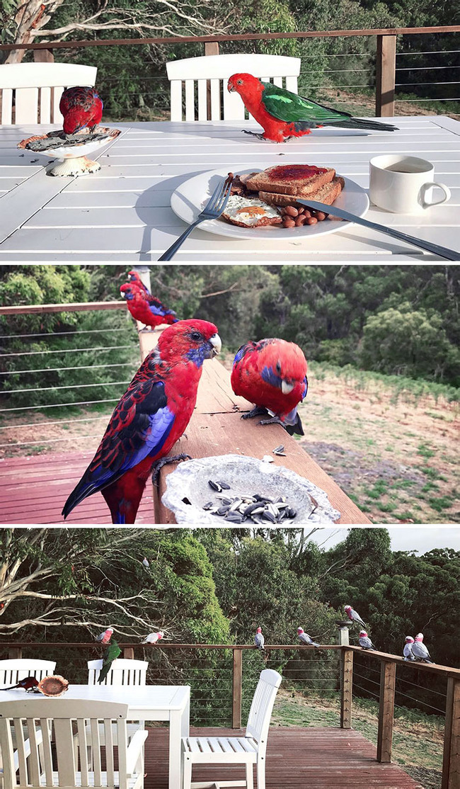different-countries-pigeons-66-6548dec41ee75__700 (1)