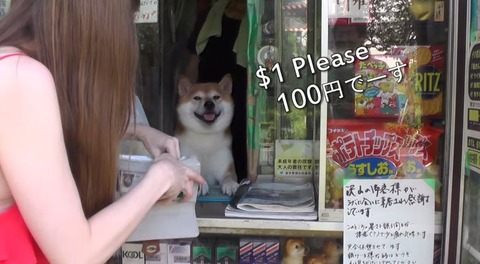 たばこ店 柴犬 看板犬