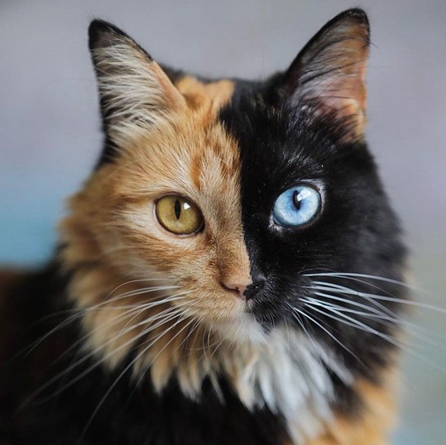 animals-with-unique-fur-patterns-markings-10-64f6d28d5cf7b__700