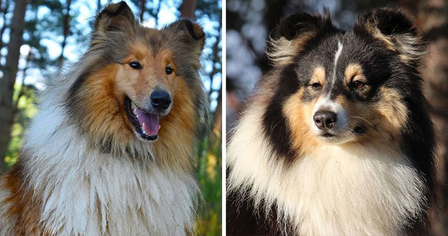 dog-breeds-that-look-similar-5f85a145efe86__700