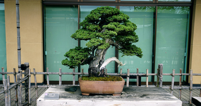 14 - Saitama - Bonsai Museum