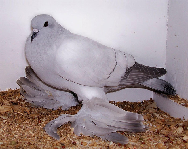 pigeons-10-5ed505b8e274d__700