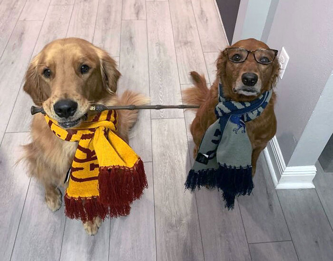pet-halloween-costumes-200-653248d64bf4c__700 (1)