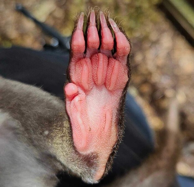 6613f5bdb93bd_unique-animal-paws