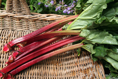 Rhubarb-harvested