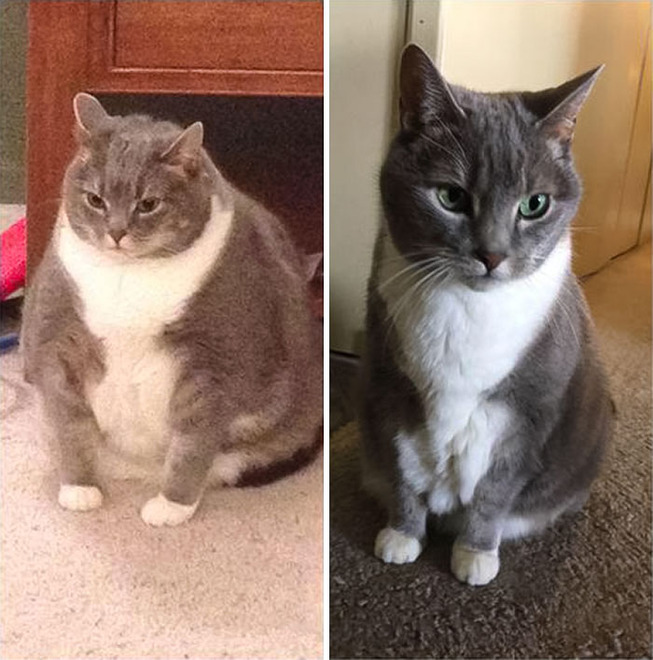 fat-cats-losing-weight-before-after-80-5ed4bbaca2e47__700