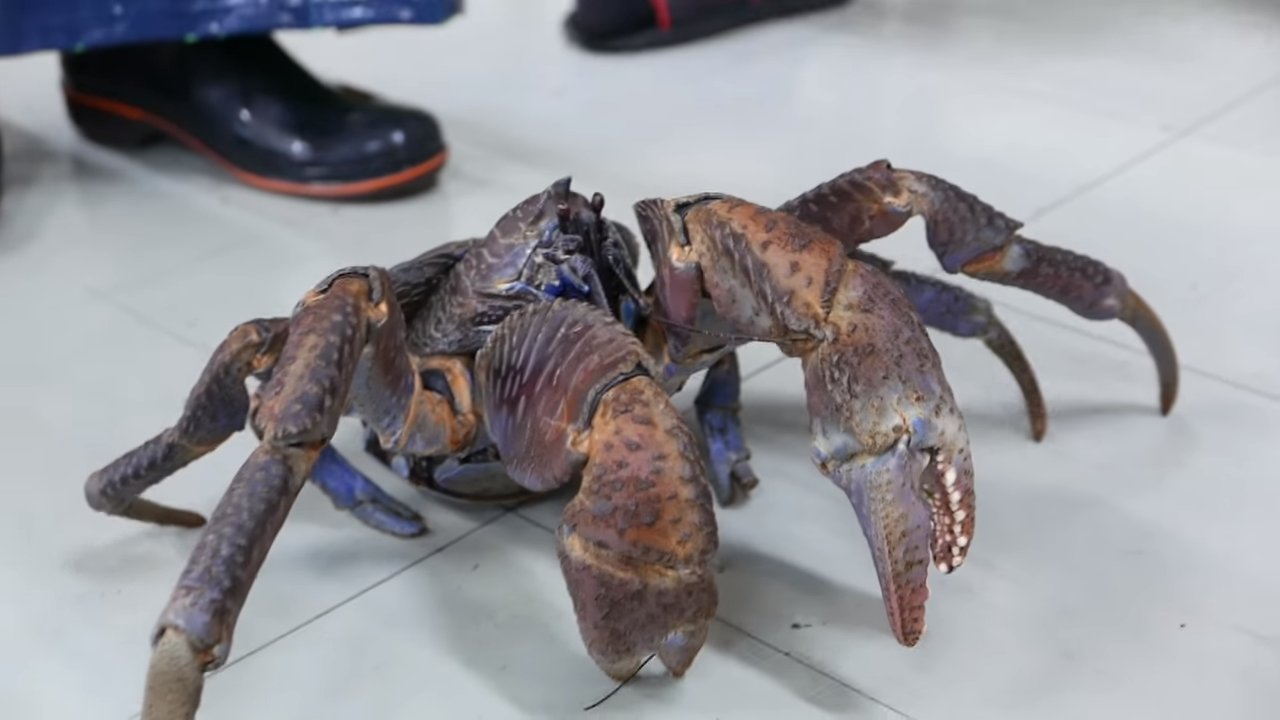 外国人 沖縄県でヤシガニを食べてきた 珍味すぎる食材を見た海外の食品 海外の万国反応記 海外の反応 外国人 沖縄県でヤシガニを食べてきた 珍味すぎる食材を見た海外の食品 海外の万国反応記 海外の反応