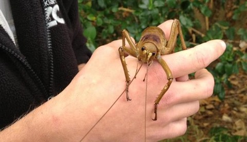 giant_weta_punga_E1
