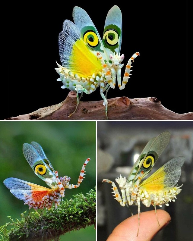 68d1002049c99_sj5x934ssepf1__880