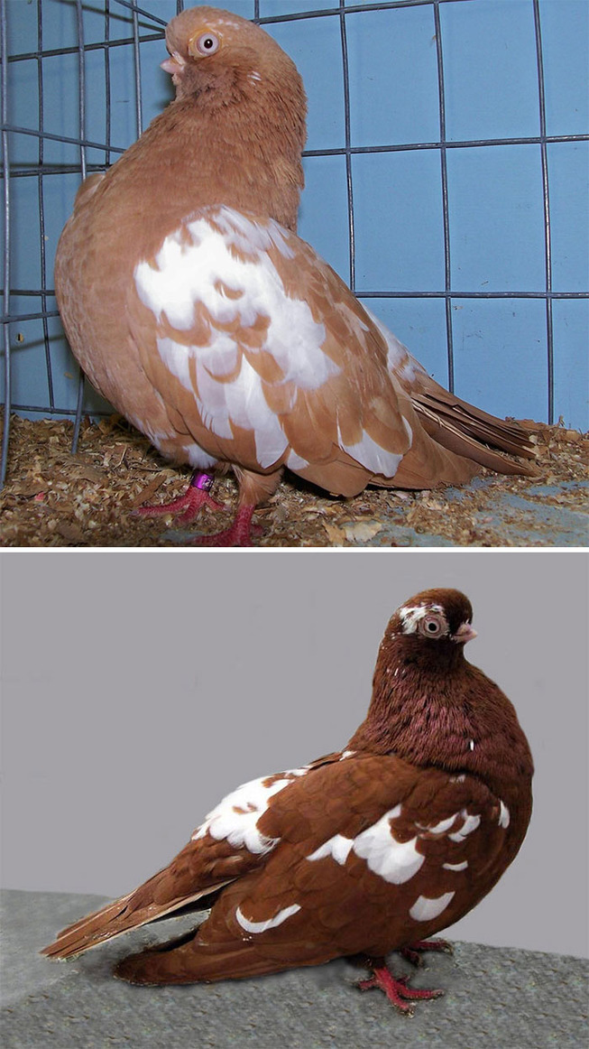 pigeons-45-5ed61565491f4__700