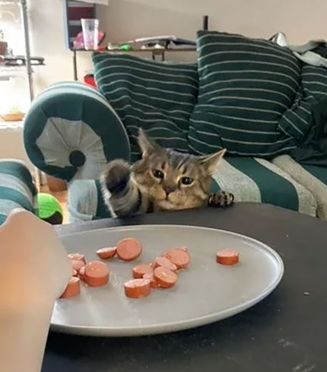 pets-stealing-food-pictures-85-66bef3e08ef3a__700