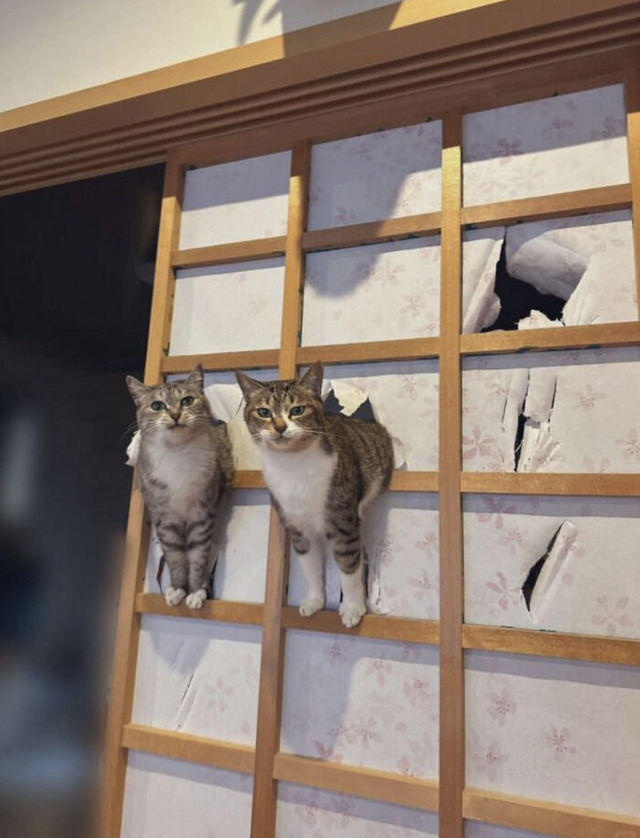 68fb2ec908733_56au4jgvukvf1-png