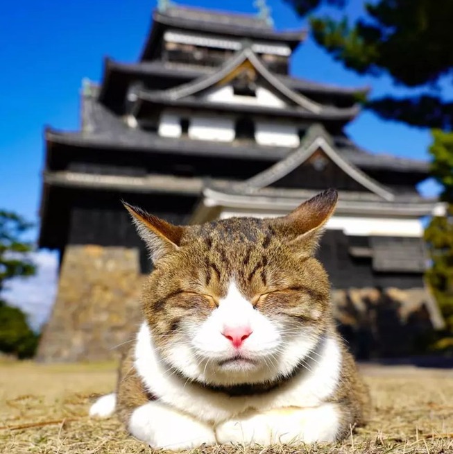 traveling-cats-japan