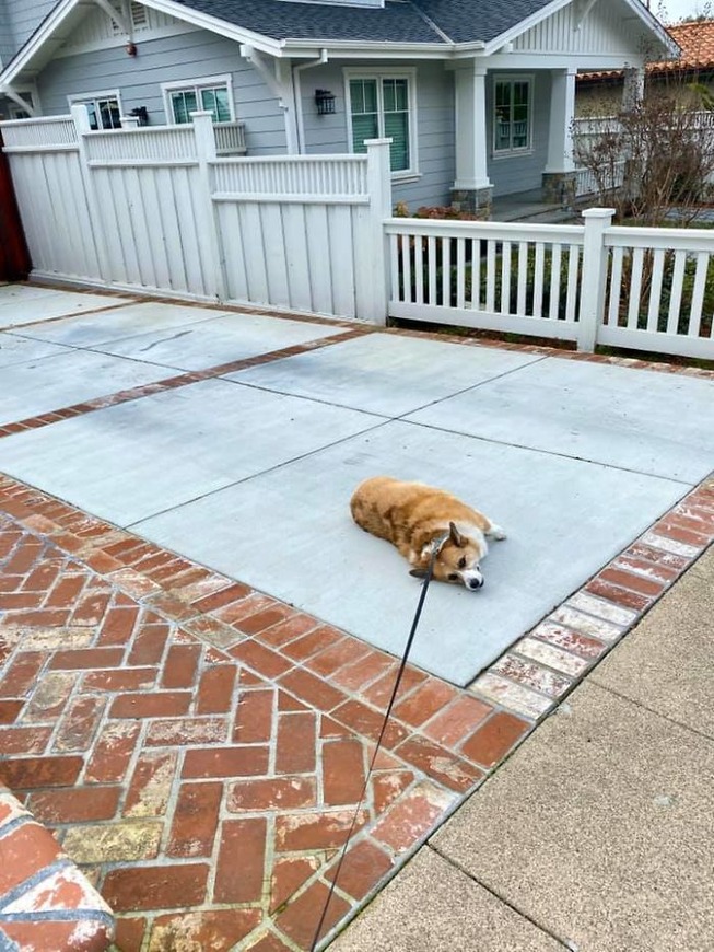 corgis-71-5e5e11a0a71f4__700 (1)