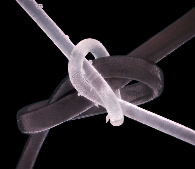 Nikon-Small-World-Microphotograp