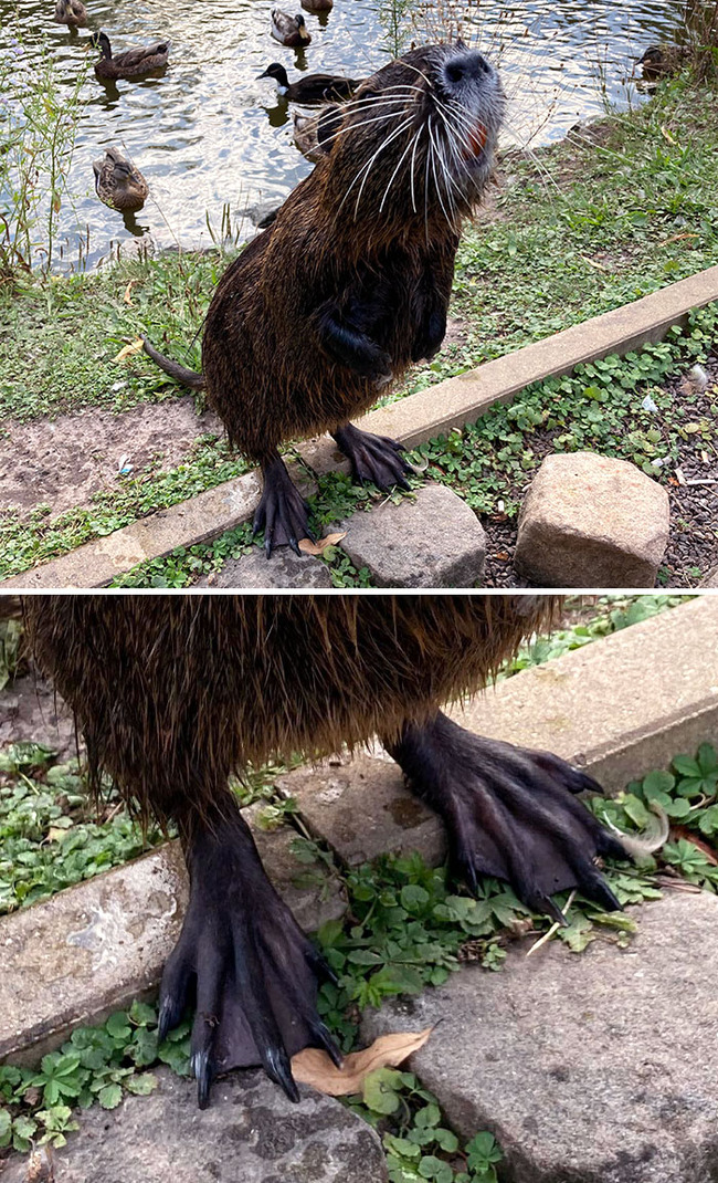 unique-animal-paws-6-66169e54a6d1a__700