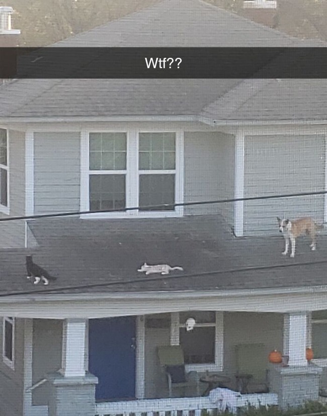 66f3d2322a10e_dogs-behaving-like-cats